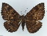  ( - BC ZSM Lep 38350)  @11 [ ] CreativeCommons - Attribution Non-Commercial Share-Alike (2012) Axel Hausmann/Bavarian State Collection of Zoology (ZSM) SNSB, Zoologische Staatssammlung Muenchen