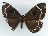  (Erebus albiangulata - BC ZSM Lep 38355)  @11 [ ] CreativeCommons - Attribution Non-Commercial Share-Alike (2012) Axel Hausmann/Bavarian State Collection of Zoology (ZSM) SNSB, Zoologische Staatssammlung Muenchen