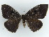  ( - BC ZSM Lep 38356)  @11 [ ] CreativeCommons - Attribution Non-Commercial Share-Alike (2012) Axel Hausmann/Bavarian State Collection of Zoology (ZSM) SNSB, Zoologische Staatssammlung Muenchen