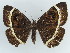  (Erebus gemmans - BC ZSM Lep 38357)  @11 [ ] CreativeCommons - Attribution Non-Commercial Share-Alike (2012) Axel Hausmann/Bavarian State Collection of Zoology (ZSM) SNSB, Zoologische Staatssammlung Muenchen