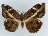  ( - BC ZSM Lep 38361)  @11 [ ] CreativeCommons - Attribution Non-Commercial Share-Alike (2012) Axel Hausmann/Bavarian State Collection of Zoology (ZSM) SNSB, Zoologische Staatssammlung Muenchen