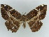  ( - BC ZSM Lep 38362)  @11 [ ] CreativeCommons - Attribution Non-Commercial Share-Alike (2012) Axel Hausmann/Bavarian State Collection of Zoology (ZSM) SNSB, Zoologische Staatssammlung Muenchen