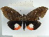  ( - BC ZSM Lep 38366)  @11 [ ] CreativeCommons - Attribution Non-Commercial Share-Alike (2012) Axel Hausmann/Bavarian State Collection of Zoology (ZSM) SNSB, Zoologische Staatssammlung Muenchen