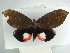  ( - BC ZSM Lep 38367)  @11 [ ] CreativeCommons - Attribution Non-Commercial Share-Alike (2012) Axel Hausmann/Bavarian State Collection of Zoology (ZSM) SNSB, Zoologische Staatssammlung Muenchen