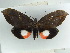  ( - BC ZSM Lep 38368)  @11 [ ] CreativeCommons - Attribution Non-Commercial Share-Alike (2012) Axel Hausmann/Bavarian State Collection of Zoology (ZSM) SNSB, Zoologische Staatssammlung Muenchen