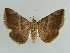  ( - BC ZSM Lep 38383)  @11 [ ] CreativeCommons - Attribution Non-Commercial Share-Alike (2012) Axel Hausmann/Bavarian State Collection of Zoology (ZSM) SNSB, Zoologische Staatssammlung Muenchen