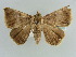  ( - BC ZSM Lep 38384)  @11 [ ] CreativeCommons - Attribution Non-Commercial Share-Alike (2012) Axel Hausmann/Bavarian State Collection of Zoology (ZSM) SNSB, Zoologische Staatssammlung Muenchen