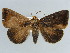  (Parallelia feneratrix - BC ZSM Lep 38388)  @11 [ ] CreativeCommons - Attribution Non-Commercial Share-Alike (2012) Axel Hausmann/Bavarian State Collection of Zoology (ZSM) SNSB, Zoologische Staatssammlung Muenchen