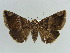  (Parallelia luteipalpis - BC ZSM Lep 38391)  @11 [ ] CreativeCommons - Attribution Non-Commercial Share-Alike (2012) Axel Hausmann/Bavarian State Collection of Zoology (ZSM) SNSB, Zoologische Staatssammlung Muenchen