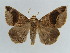  ( - BC ZSM Lep 38397)  @11 [ ] CreativeCommons - Attribution Non-Commercial Share-Alike (2012) Axel Hausmann/Bavarian State Collection of Zoology (ZSM) SNSB, Zoologische Staatssammlung Muenchen