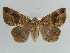  ( - BC ZSM Lep 38398)  @11 [ ] CreativeCommons - Attribution Non-Commercial Share-Alike (2012) Axel Hausmann/Bavarian State Collection of Zoology (ZSM) SNSB, Zoologische Staatssammlung Muenchen