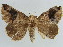  ( - BC ZSM Lep 38399)  @11 [ ] CreativeCommons - Attribution Non-Commercial Share-Alike (2012) Axel Hausmann/Bavarian State Collection of Zoology (ZSM) SNSB, Zoologische Staatssammlung Muenchen