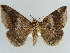  ( - BC ZSM Lep 38400)  @11 [ ] CreativeCommons - Attribution Non-Commercial Share-Alike (2012) Axel Hausmann/Bavarian State Collection of Zoology (ZSM) SNSB, Zoologische Staatssammlung Muenchen