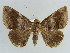  ( - BC ZSM Lep 38401)  @11 [ ] CreativeCommons - Attribution Non-Commercial Share-Alike (2012) Axel Hausmann/Bavarian State Collection of Zoology (ZSM) SNSB, Zoologische Staatssammlung Muenchen