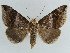  ( - BC ZSM Lep 38402)  @11 [ ] CreativeCommons - Attribution Non-Commercial Share-Alike (2012) Axel Hausmann/Bavarian State Collection of Zoology (ZSM) SNSB, Zoologische Staatssammlung Muenchen