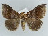  ( - BC ZSM Lep 38407)  @11 [ ] CreativeCommons - Attribution Non-Commercial Share-Alike (2012) Axel Hausmann/Bavarian State Collection of Zoology (ZSM) SNSB, Zoologische Staatssammlung Muenchen