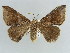  ( - BC ZSM Lep 38408)  @11 [ ] CreativeCommons - Attribution Non-Commercial Share-Alike (2012) Axel Hausmann/Bavarian State Collection of Zoology (ZSM) SNSB, Zoologische Staatssammlung Muenchen