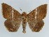  (Parallelia rigidistria - BC ZSM Lep 38409)  @11 [ ] CreativeCommons - Attribution Non-Commercial Share-Alike (2012) Axel Hausmann/Bavarian State Collection of Zoology (ZSM) SNSB, Zoologische Staatssammlung Muenchen