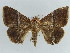  ( - BC ZSM Lep 38410)  @11 [ ] CreativeCommons - Attribution Non-Commercial Share-Alike (2012) Axel Hausmann/Bavarian State Collection of Zoology (ZSM) SNSB, Zoologische Staatssammlung Muenchen