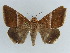 ( - BC ZSM Lep 38411)  @11 [ ] CreativeCommons - Attribution Non-Commercial Share-Alike (2012) Axel Hausmann/Bavarian State Collection of Zoology (ZSM) SNSB, Zoologische Staatssammlung Muenchen