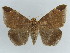  ( - BC ZSM Lep 38421)  @11 [ ] CreativeCommons - Attribution Non-Commercial Share-Alike (2012) Axel Hausmann/Bavarian State Collection of Zoology (ZSM) SNSB, Zoologische Staatssammlung Muenchen