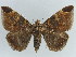  ( - BC ZSM Lep 38422)  @11 [ ] CreativeCommons - Attribution Non-Commercial Share-Alike (2012) Axel Hausmann/Bavarian State Collection of Zoology (ZSM) SNSB, Zoologische Staatssammlung Muenchen