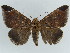  ( - BC ZSM Lep 38423)  @11 [ ] CreativeCommons - Attribution Non-Commercial Share-Alike (2012) Axel Hausmann/Bavarian State Collection of Zoology (ZSM) SNSB, Zoologische Staatssammlung Muenchen