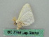  ( - BC ZSM Lep 50613)  @12 [ ] CreativeCommons - Attribution Non-Commercial Share-Alike (2012) Axel Hausmann/Bavarian State Collection of Zoology (ZSM) SNSB, Zoologische Staatssammlung Muenchen