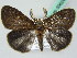 ( - BC ZSM Lep 50624)  @13 [ ] CreativeCommons - Attribution Non-Commercial Share-Alike (2012) Axel Hausmann/Bavarian State Collection of Zoology (ZSM) SNSB, Zoologische Staatssammlung Muenchen