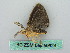  ( - BC ZSM Lep 50624)  @12 [ ] CreativeCommons - Attribution Non-Commercial Share-Alike (2012) Axel Hausmann/Bavarian State Collection of Zoology (ZSM) SNSB, Zoologische Staatssammlung Muenchen