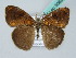  ( - BC ZSM Lep 50627)  @13 [ ] CreativeCommons - Attribution Non-Commercial Share-Alike (2012) Axel Hausmann/Bavarian State Collection of Zoology (ZSM) SNSB, Zoologische Staatssammlung Muenchen