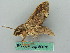  ( - BC ZSM Lep 50670)  @13 [ ] CreativeCommons - Attribution Non-Commercial Share-Alike (2012) Axel Hausmann/Bavarian State Collection of Zoology (ZSM) SNSB, Zoologische Staatssammlung Muenchen