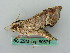  ( - BC ZSM Lep 50671)  @12 [ ] CreativeCommons - Attribution Non-Commercial Share-Alike (2012) Axel Hausmann/Bavarian State Collection of Zoology (ZSM) SNSB, Zoologische Staatssammlung Muenchen