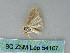 ( - BC ZSM Lep 54107)  @12 [ ] CreativeCommons - Attribution Non-Commercial Share-Alike (2012) Axel Hausmann/Bavarian State Collection of Zoology (ZSM) SNSB, Zoologische Staatssammlung Muenchen