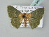  (Dithecodes AH01Th - BC ZSM Lep 54131)  @14 [ ] CreativeCommons - Attribution Non-Commercial Share-Alike (2012) Axel Hausmann/Bavarian State Collection of Zoology (ZSM) SNSB, Zoologische Staatssammlung Muenchen