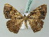  ( - BC ZSM Lep 54132)  @14 [ ] CreativeCommons - Attribution Non-Commercial Share-Alike (2012) Axel Hausmann/Bavarian State Collection of Zoology (ZSM) SNSB, Zoologische Staatssammlung Muenchen
