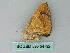  ( - BC ZSM Lep 54132)  @13 [ ] CreativeCommons - Attribution Non-Commercial Share-Alike (2012) Axel Hausmann/Bavarian State Collection of Zoology (ZSM) SNSB, Zoologische Staatssammlung Muenchen