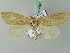  ( - BC ZSM Lep 54168)  @14 [ ] CreativeCommons - Attribution Non-Commercial Share-Alike (2012) Axel Hausmann/Bavarian State Collection of Zoology (ZSM) SNSB, Zoologische Staatssammlung Muenchen