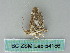  ( - BC ZSM Lep 54186)  @14 [ ] CreativeCommons - Attribution Non-Commercial Share-Alike (2012) Axel Hausmann/Bavarian State Collection of Zoology (ZSM) SNSB, Zoologische Staatssammlung Muenchen