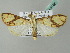  (Cirrhochrista fumipalpis - BC ZSM Lep 54188)  @13 [ ] CreativeCommons - Attribution Non-Commercial Share-Alike (2012) Axel Hausmann/Bavarian State Collection of Zoology (ZSM) SNSB, Zoologische Staatssammlung Muenchen