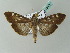  ( - BC ZSM Lep 54210)  @15 [ ] CreativeCommons - Attribution Non-Commercial Share-Alike (2012) Axel Hausmann/Bavarian State Collection of Zoology (ZSM) SNSB, Zoologische Staatssammlung Muenchen