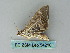  ( - BC ZSM Lep 54210)  @12 [ ] CreativeCommons - Attribution Non-Commercial Share-Alike (2012) Axel Hausmann/Bavarian State Collection of Zoology (ZSM) SNSB, Zoologische Staatssammlung Muenchen
