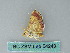  ( - BC ZSM Lep 54243)  @13 [ ] CreativeCommons - Attribution Non-Commercial Share-Alike (2012) Axel Hausmann/Bavarian State Collection of Zoology (ZSM) SNSB, Zoologische Staatssammlung Muenchen