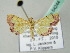  ( - BC ZSM Lep 54244)  @13 [ ] CreativeCommons - Attribution Non-Commercial Share-Alike (2012) Axel Hausmann/Bavarian State Collection of Zoology (ZSM) SNSB, Zoologische Staatssammlung Muenchen