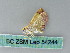  ( - BC ZSM Lep 54244)  @12 [ ] CreativeCommons - Attribution Non-Commercial Share-Alike (2012) Axel Hausmann/Bavarian State Collection of Zoology (ZSM) SNSB, Zoologische Staatssammlung Muenchen
