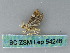  ( - BC ZSM Lep 54248)  @12 [ ] CreativeCommons - Attribution Non-Commercial Share-Alike (2012) Axel Hausmann/Bavarian State Collection of Zoology (ZSM) SNSB, Zoologische Staatssammlung Muenchen