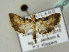  ( - BC ZSM Lep 54263)  @14 [ ] CreativeCommons - Attribution Non-Commercial Share-Alike (2012) Axel Hausmann/Bavarian State Collection of Zoology (ZSM) SNSB, Zoologische Staatssammlung Muenchen