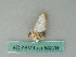  ( - BC ZSM Lep 54276)  @12 [ ] CreativeCommons - Attribution Non-Commercial Share-Alike (2012) Axel Hausmann/Bavarian State Collection of Zoology (ZSM) SNSB, Zoologische Staatssammlung Muenchen