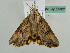  ( - BC ZSM Lep 55821)  @12 [ ] CreativeCommons - Attribution Non-Commercial Share-Alike (2012) Axel Hausmann/Bavarian State Collection of Zoology (ZSM) SNSB, Zoologische Staatssammlung Muenchen