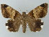  (Achaea lienardi - BC ZSM Lep 55823)  @15 [ ] CreativeCommons - Attribution Non-Commercial Share-Alike (2012) Axel Hausmann/Bavarian State Collection of Zoology (ZSM) SNSB, Zoologische Staatssammlung Muenchen